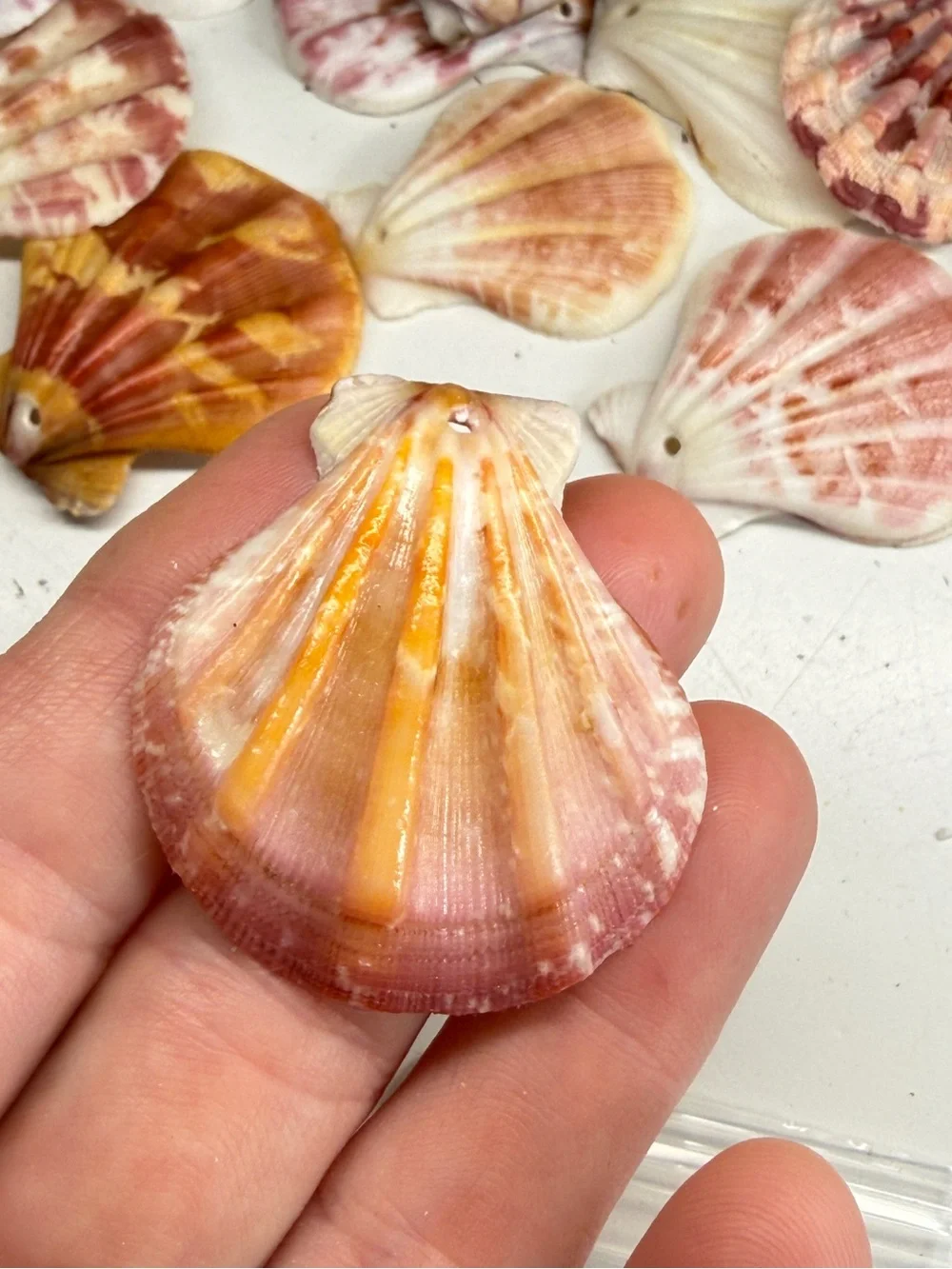 New! Natural Folded Scallops Pre Drilled Holes DIY Jewelry Making Crafting Lot